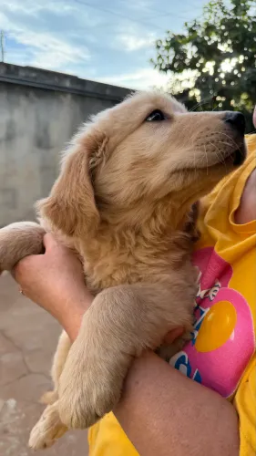 Golden retriever