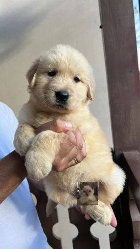 Filhotes de golden