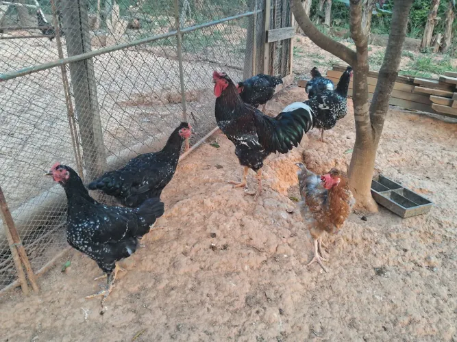 Galinha sertaneja balão GSB