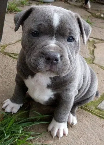 Lindos filhotes de Bulldog Francês, fêmea e machinho!!!