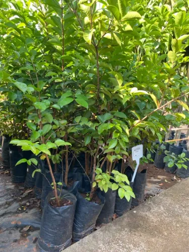 Muda de araçá roxo
