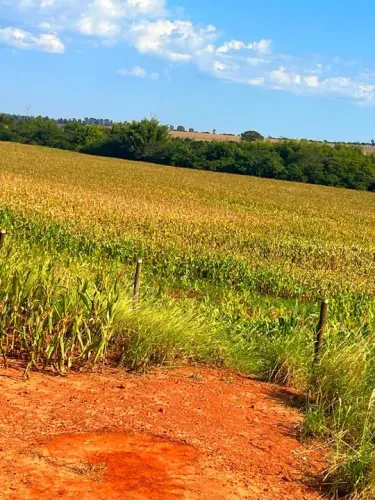 Sítio a venda em Francisco Alves PR.
