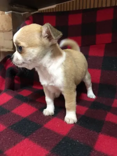 =) Chihuahua mini macho e fêmea disponíveis com procedência =)