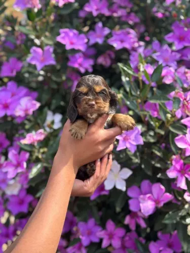 Cocker Spaniel Inglês Macho- Com pedigree 