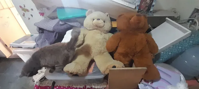 Urso de pelúcia grande unidade