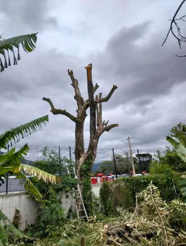 Corte e poda de árvores 