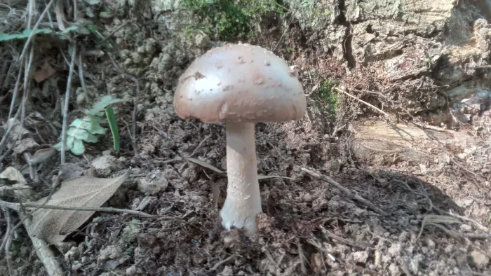 Lindo terreno 4000 mil mts 90 mil reais *