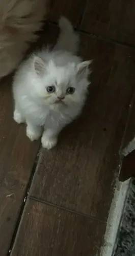 Vendo gatinha persa 