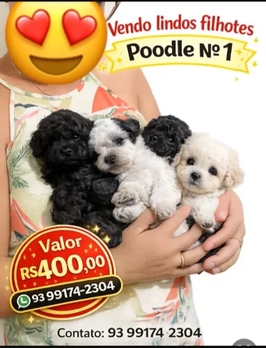 VENDO LINDOS FILHOTES DE POODLE Nº1 - MACHOS- (SANTARÉM-PARÁ)