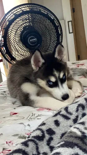 Husky siberiano fêmea (diz sua oferta )