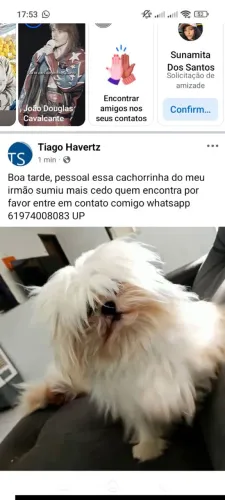 Cachorrinha 