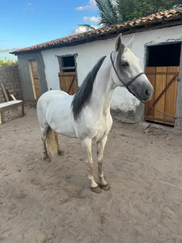 Cavalo de marcha picada brutal