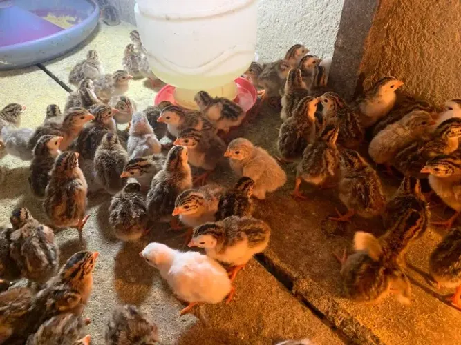 Vendo galinhas d'angola
