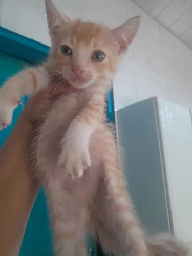 Doar se gatinho