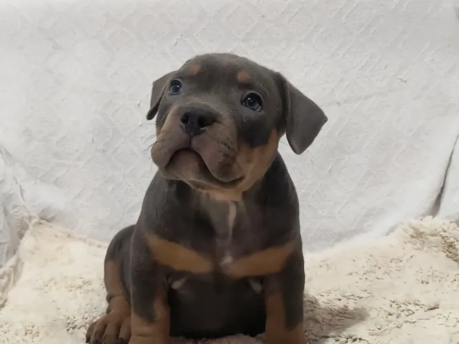 Américan Bully pockt (macho) triblue