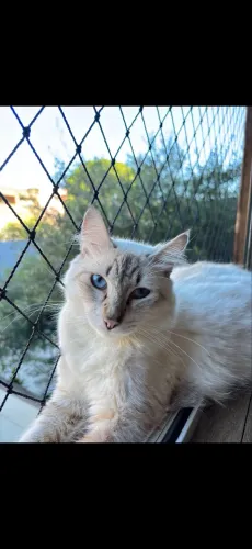 Doação de gatinho 