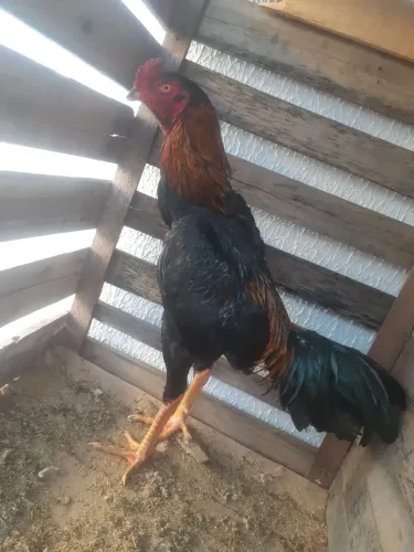 Frango índio