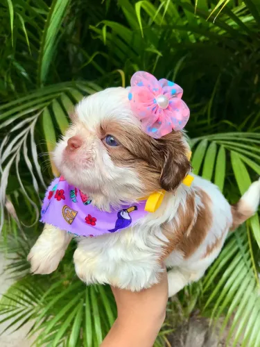 Shih Tzu fêmea olhos claros com pedigree 