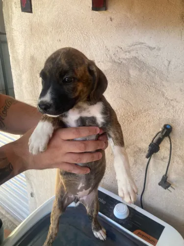 Doar cachorros