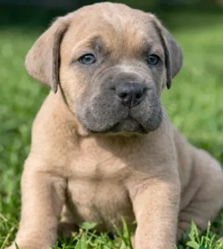 Cane Corso,Cane Corso Filhote Pronto Para Novo Lar