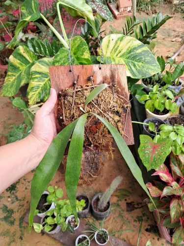 Planta chifre de veado 