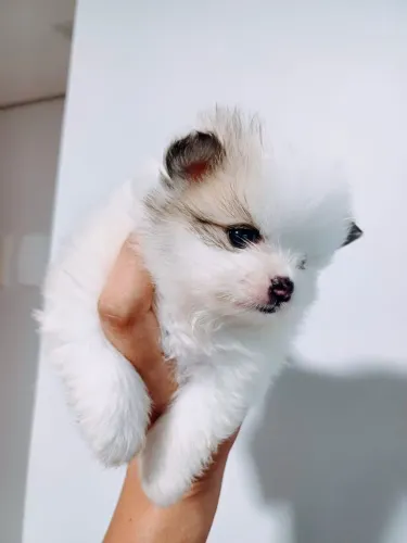 Lulu da pomeranea anao com 52 dias vacinado 