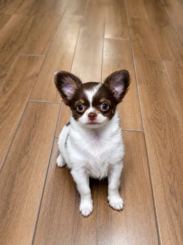 Chihuahua Fêmea de Alto Padrão