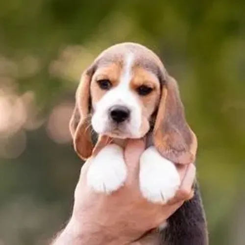 Beagle,Beagle Filhote de Linda Linhagem Pronto para Fazer Parte da Família