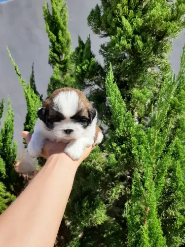 Shih Tzu mini Fêmea e Macho Disponível 