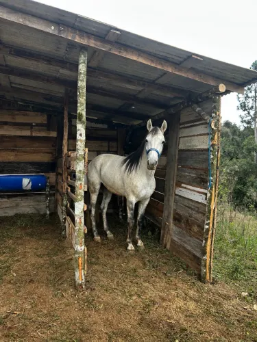 Animal cavalo