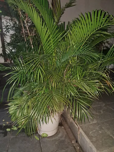 Plantas no vaso