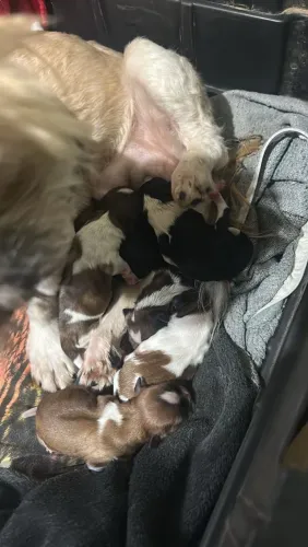 Filhote de shit tzu 