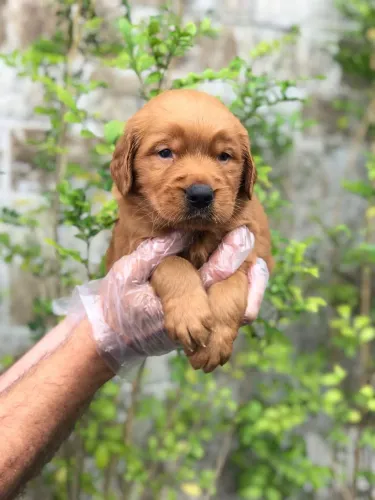 Seu Novo Companheiro Pode Ser um Golden Retriever