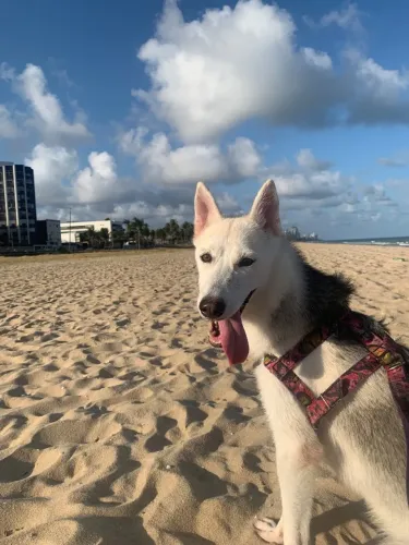 Husky fêmea procura namorado