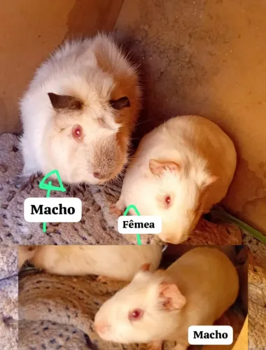 Vende-se Porquinho da Índia ? 2 macho e uma Fêmea....<br>*Os 3 160$*