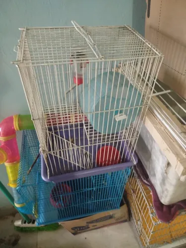 6 Hamsters com bebedouro e gaiolas