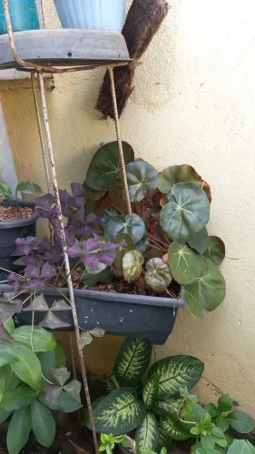 Plantas