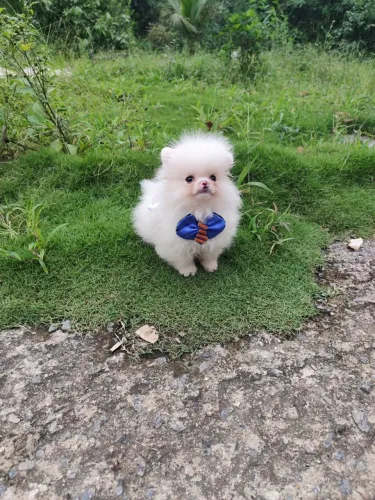 Spitz alemão anão