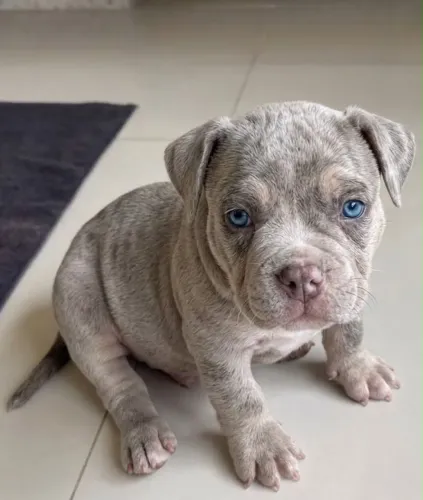 American bully a partir de 1999