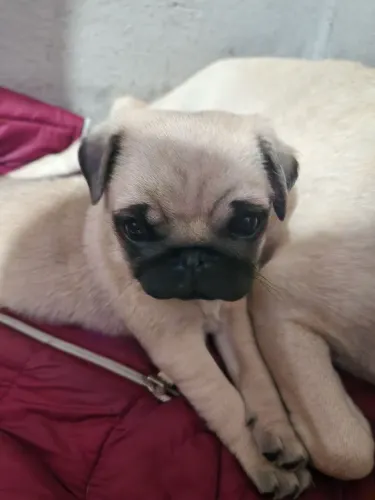 Filhote de pug