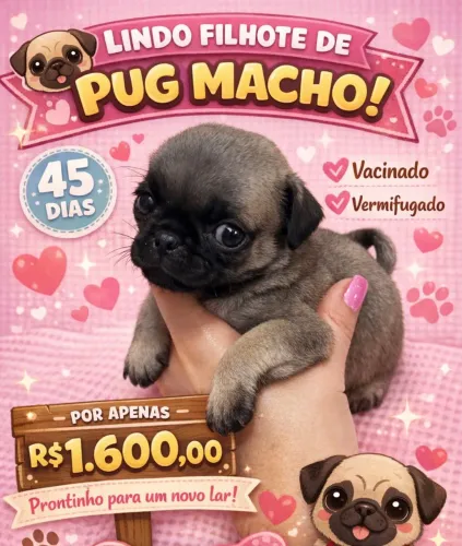 Filhotes de pug