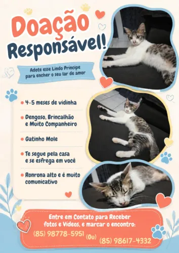 Adoção Responsável de Gatinho