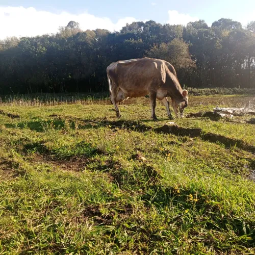 Vaca Jersey à venda