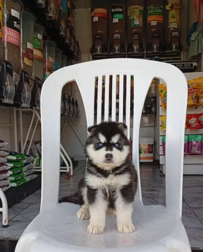 Husky siberiano fêmea e macho disponível