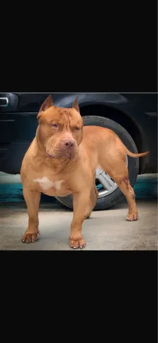 Vendo filhote pitbull monster de alta genética com árvore genealógica 