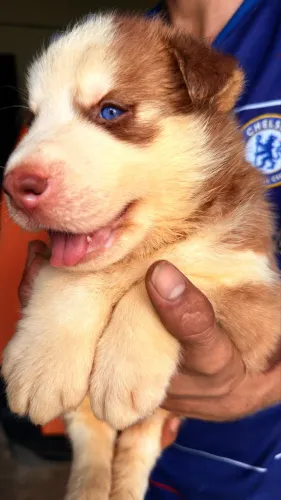 Husky siberiano