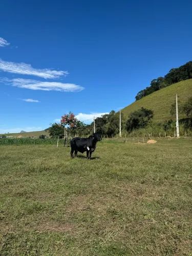 Vacas Girolando