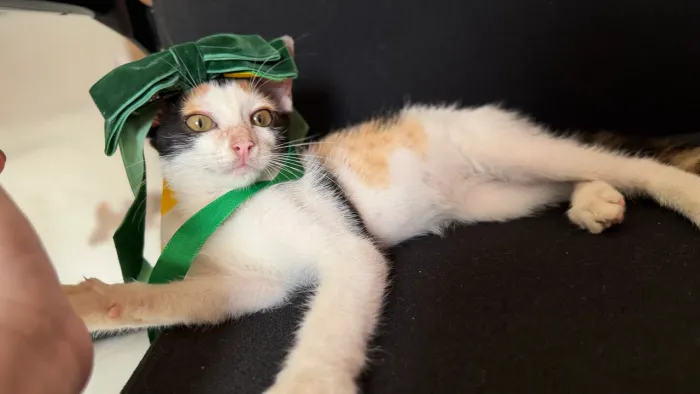 Gatinha para adoção 