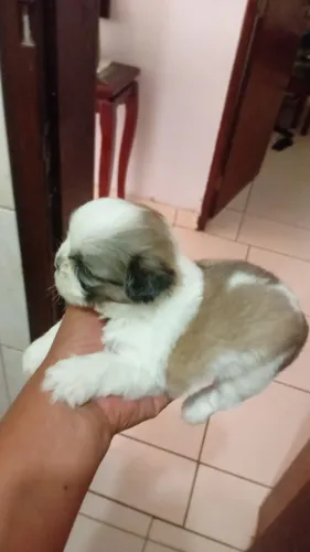 Shitzu micro