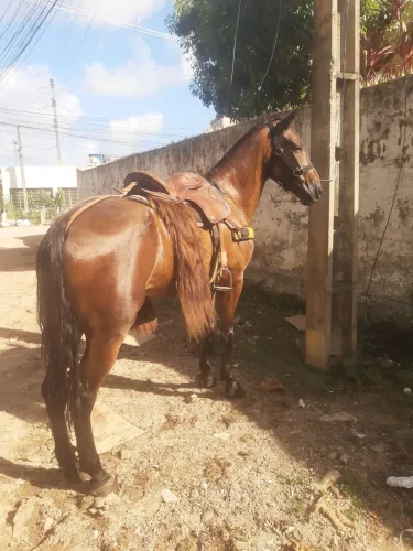 vendo o negão da paixão 